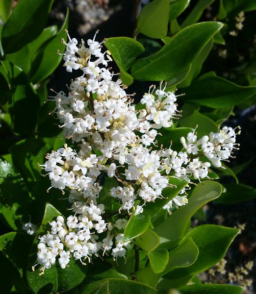 Ligustrum 'Texanum'